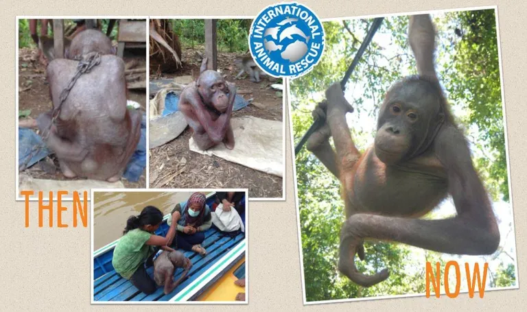 International Animal Rescue