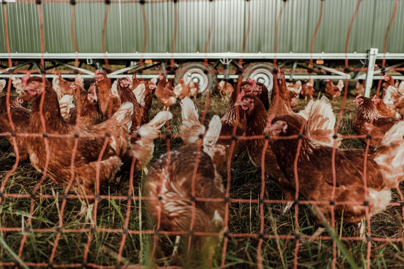 Linnugripi tõttu on hukatud tuhandeid kanu.
