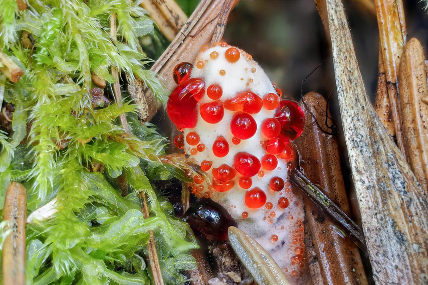 Rūsganā brūnzobe (Hydnellum ferrugineum).