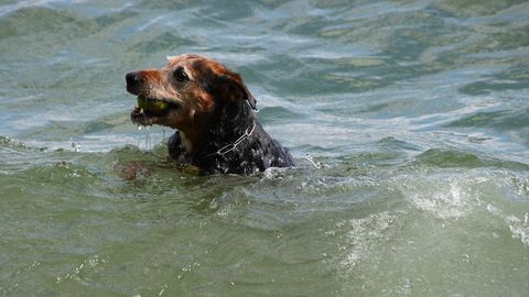 Известная бразильская модель утонула, спасая собак