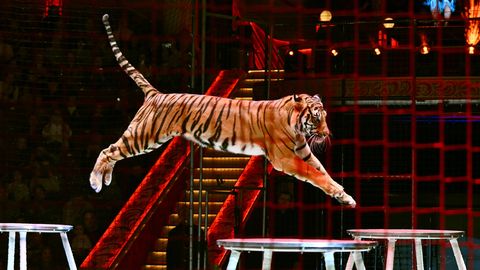 VIDEO ⟩ Venemaal hüppas tiiger tsirkuseetenduse ajal publiku sekka