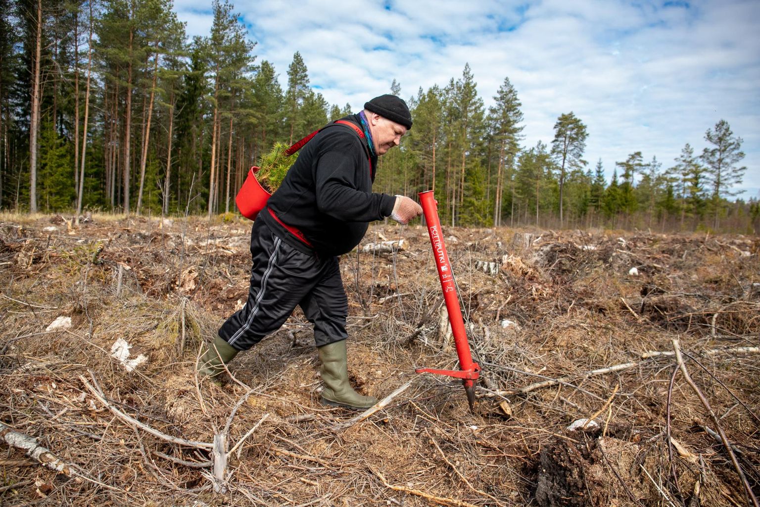 Metsa­istutaja Tiit Väli on varustatud istutusvaka ja -toruga, mis aitab männihakatised kasvama.