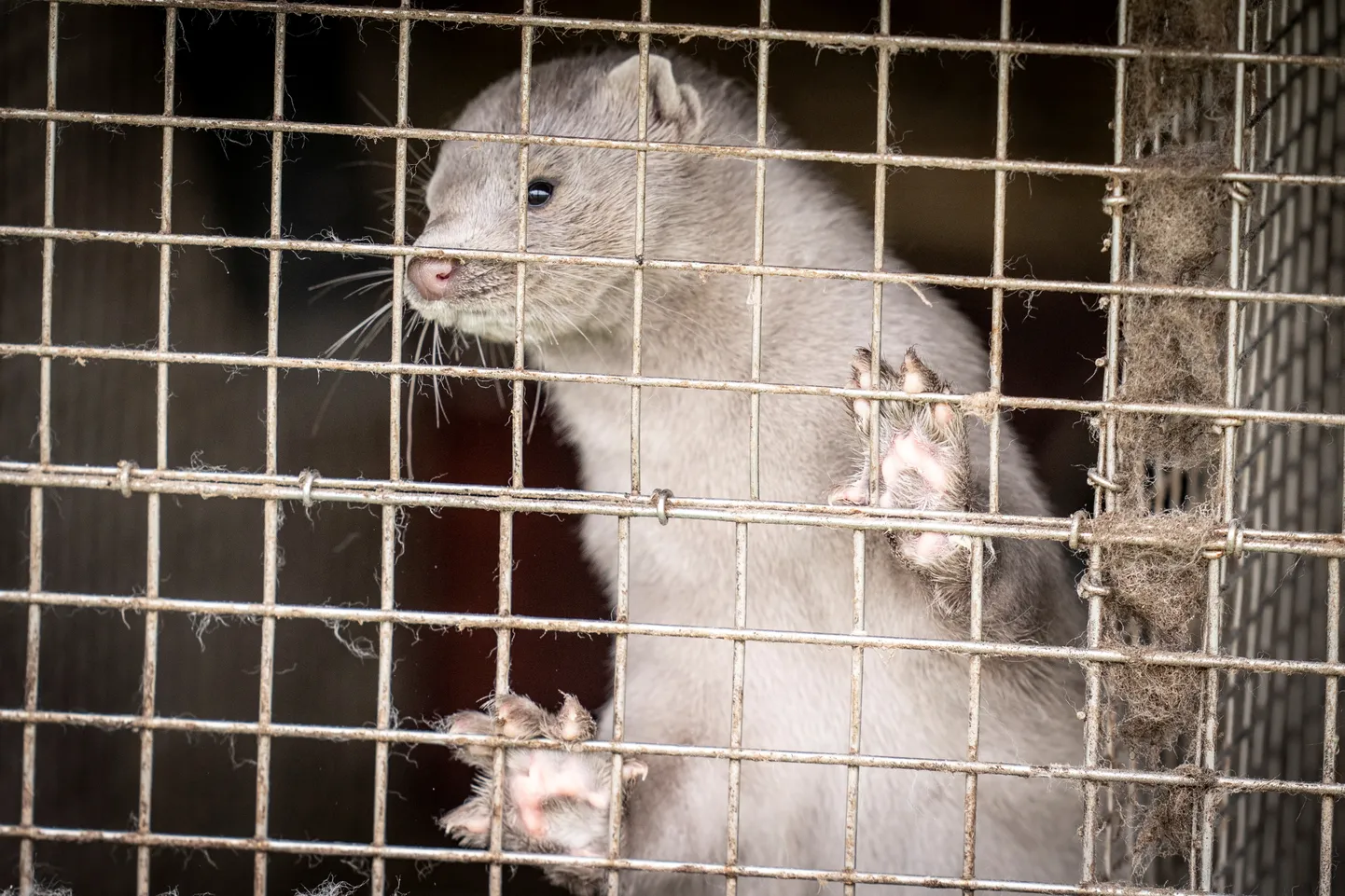 A caged mink looks on, amid the coronavirus disease (COVID-19) outbreak, at a mink farm in Hjoerring in North Jutland, Denmark October 8, 2020. Picture taken October 8, 2020. Ritzau Scanpix/Mads Claus Rasmussen via REUTERS    ATTENTION EDITORS - THIS IMAGE WAS PROVIDED BY A THIRD PARTY. DENMARK OUT. NO COMMERCIAL OR EDITORIAL SALES IN DENMARK.
