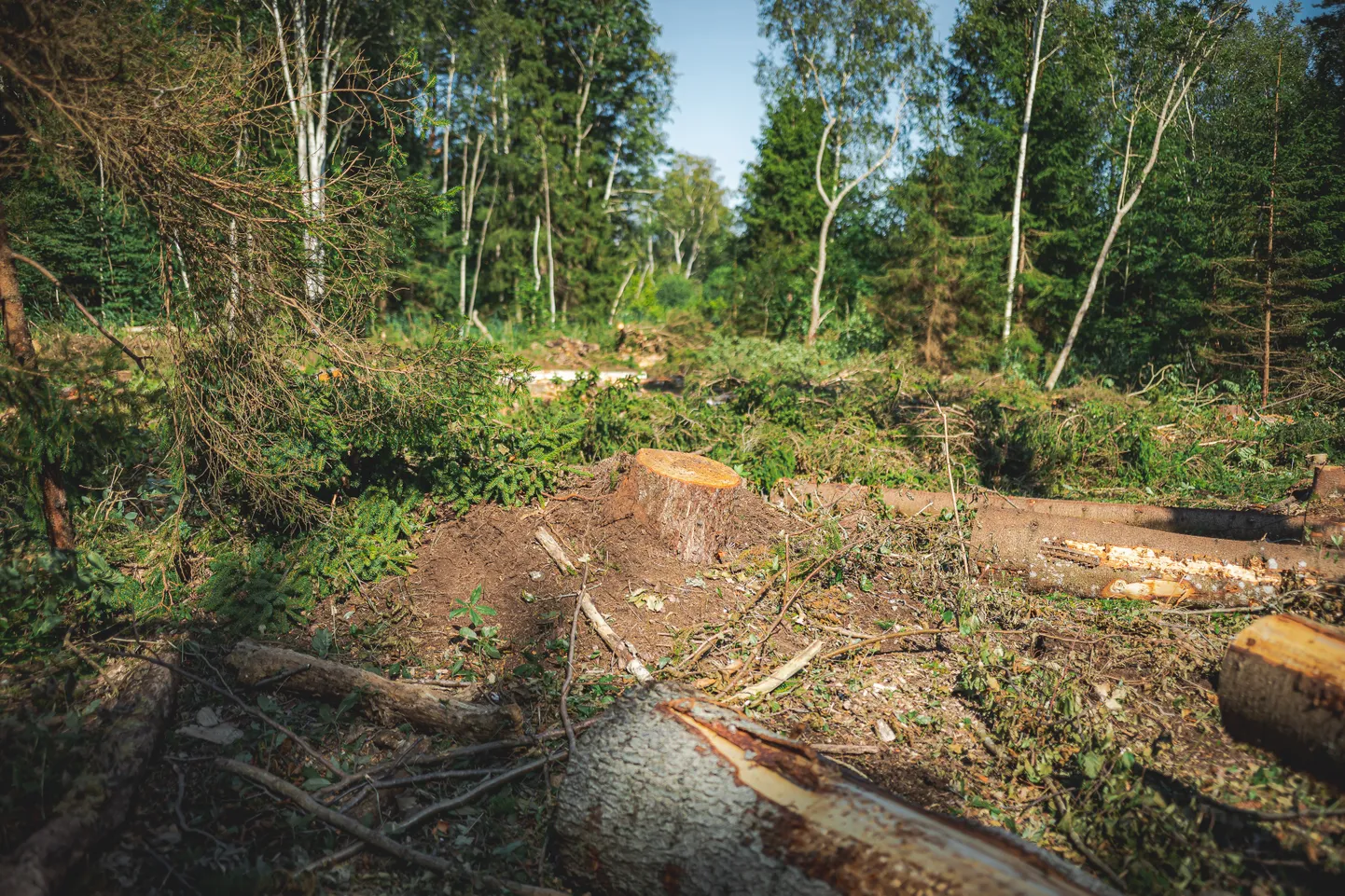 Raie Mõntu metsas on alanud, kahjusid hinnatakse pärast