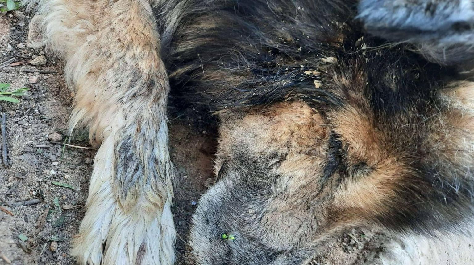 Kodumaja juures lühikese keti otsa aheldatud Pontu kaalus leides 17 kilo, tal olid vaglad seljas, silmadest ja ninast nirises mäda.