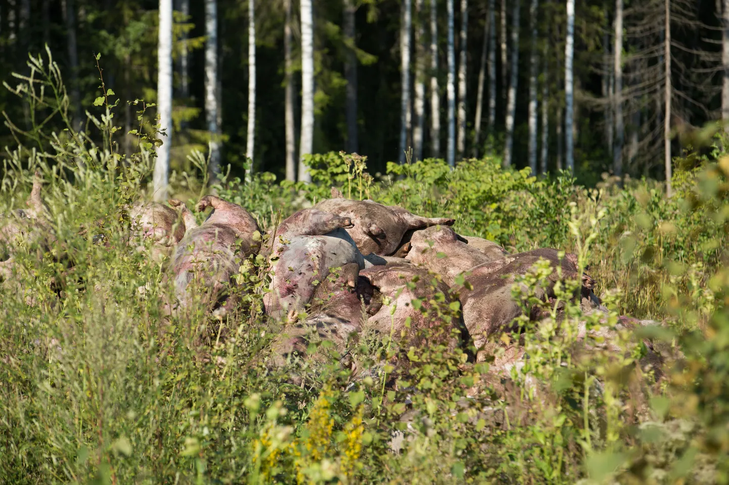 Torma matmispaigas tõusid lagunemisprotsessi tagajärjel seakorjused maapinnale. Valga maakonnas välja valitud matmiskohad on praegu vaid paberil ja loodetavasti ainult sinna jäävadki.