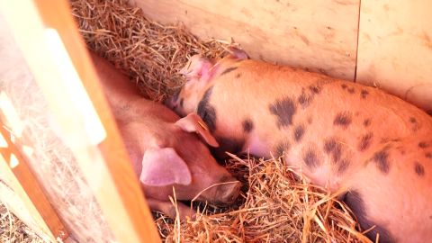 VIDEO ⟩ Oled varem elussiga näinud? Maamessil näeb