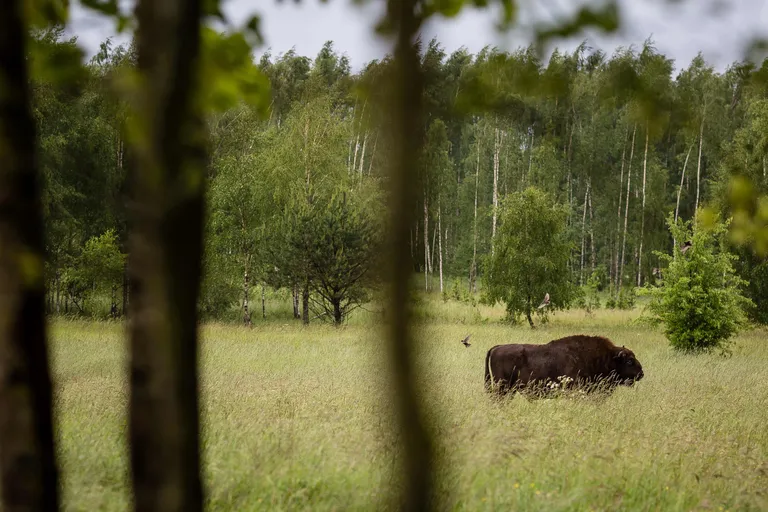 Euroopa piisonid Bialowieza metsade vahel.