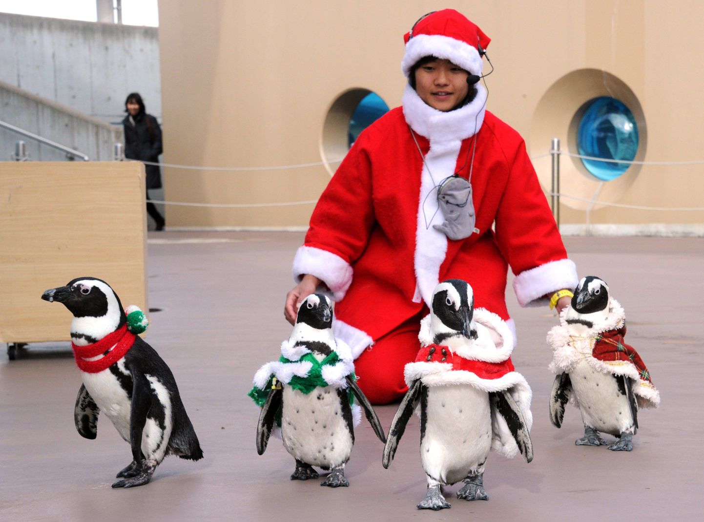 Pingviinid jõulukostüümis