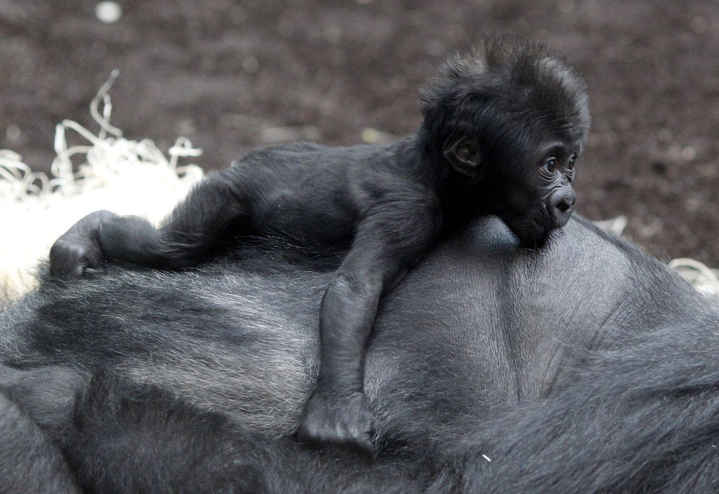 Gorillabeebi Kajolu imeb oma ema Baghira rinda.