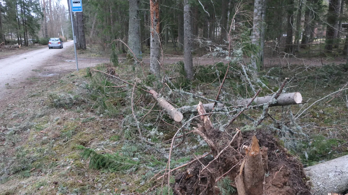 Puid kukkus ka sõiduteele. Foto on illustratiivne.