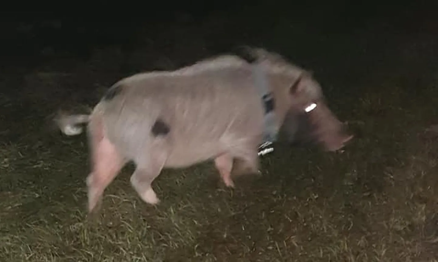 Raksta foto