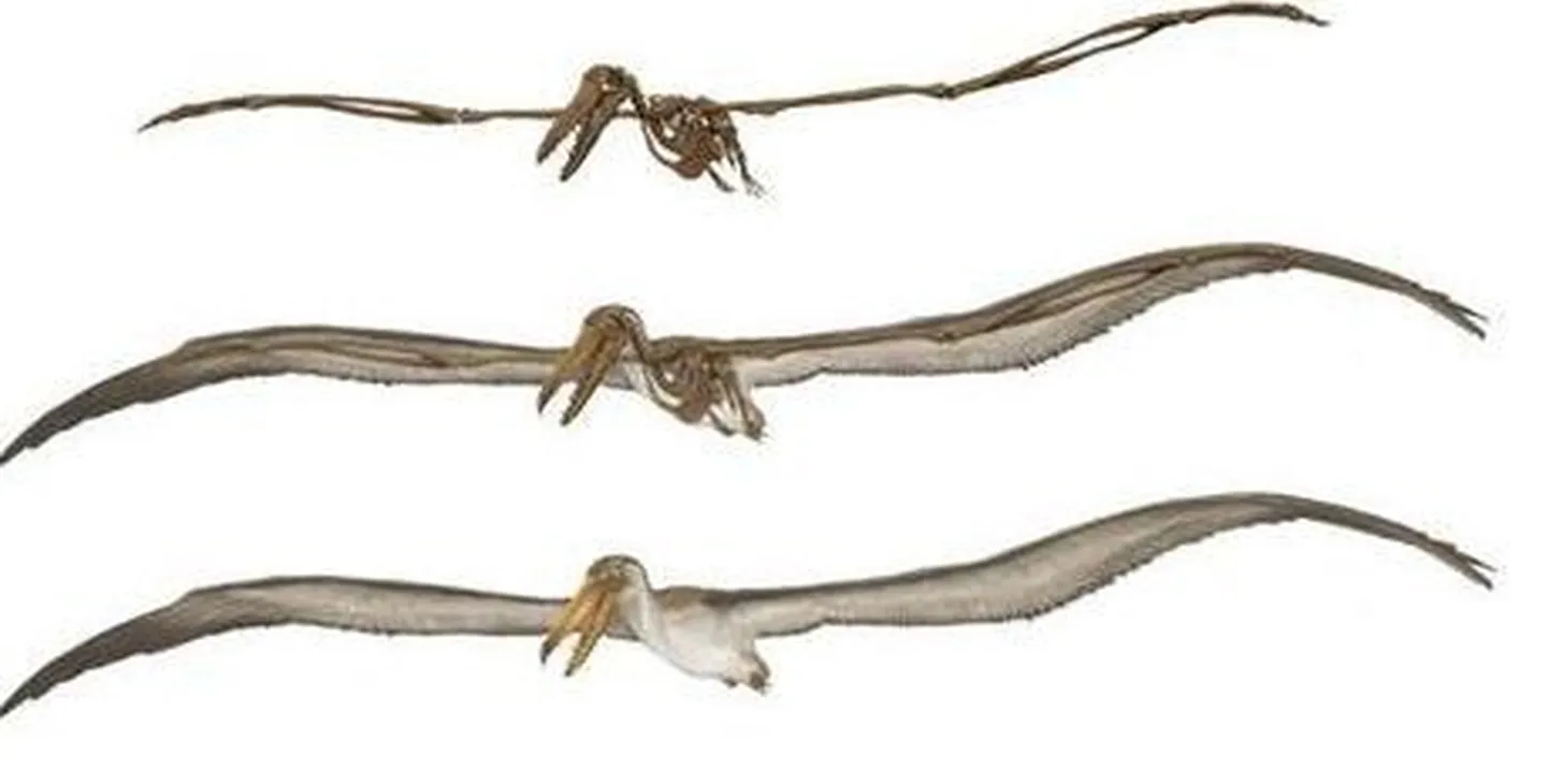 Pelagornis chilensis