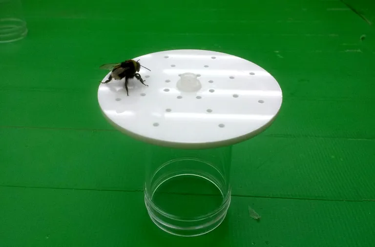Sääraste kunstõitega treenisid bristoli ülikooli teadlased kimalasi.