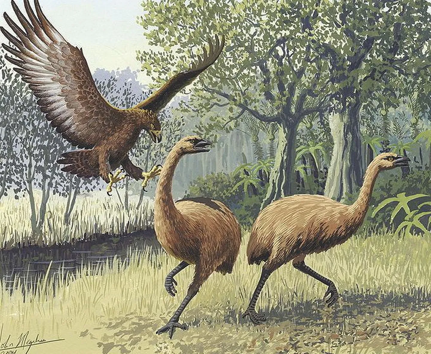 Kunstniku nägemus väljasurnud moa`dest