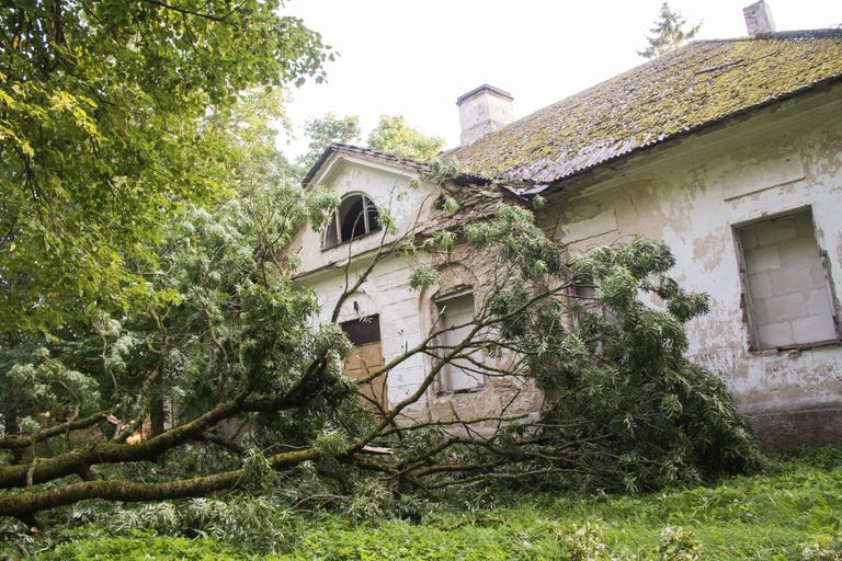Во время шторма в Пыдрусе были повалены деревья. / Меэлис Мейлбаум