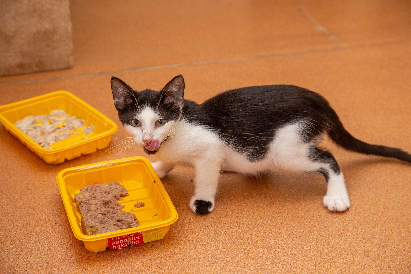 MTÜ Paikass kassid ootavad head inimest, kes neile süüa annaks ja pai teeks.