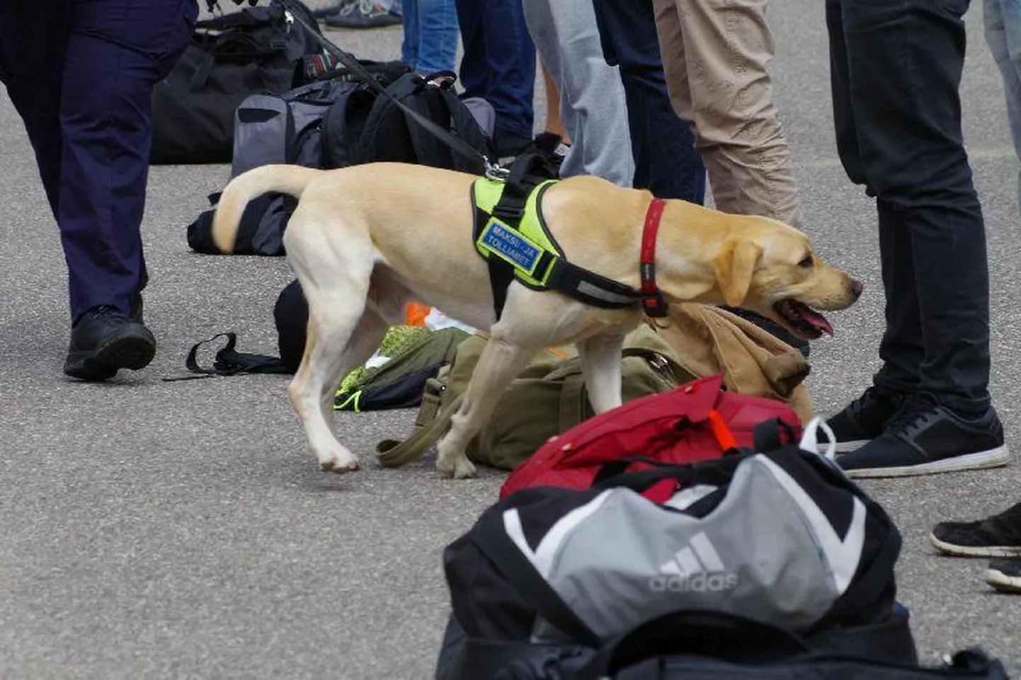 Maksu- ja tolliameti narkokoer oma tööd tegemas. FOTO: Arved Breidaks