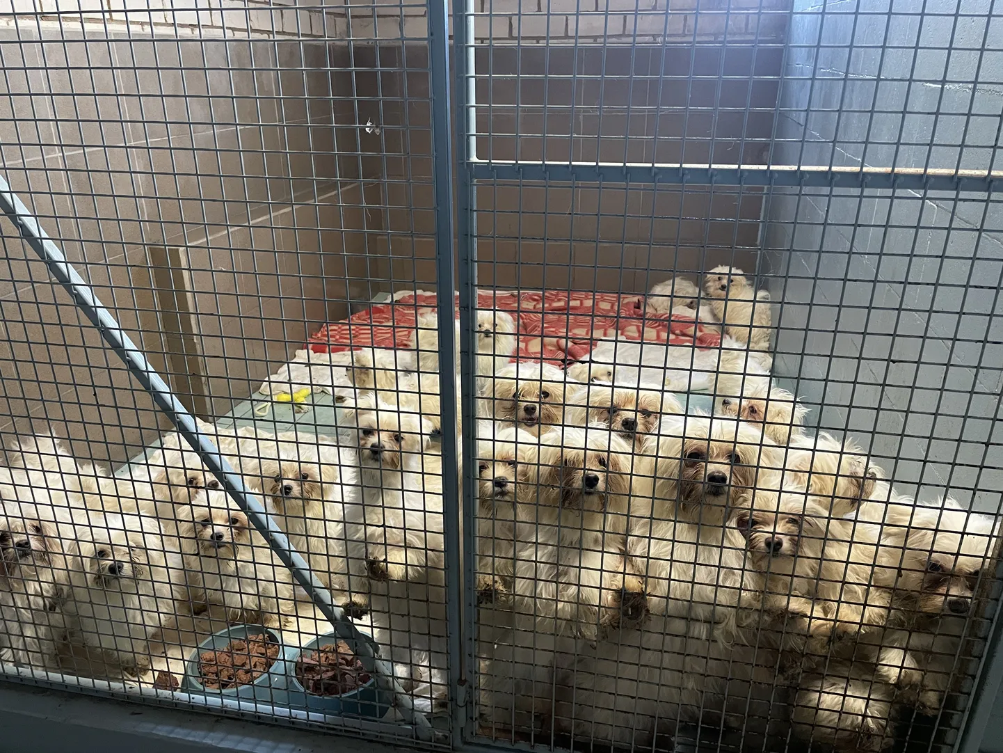 Mustvee kutsikavabrikust päästetud koerad varjupaigas.