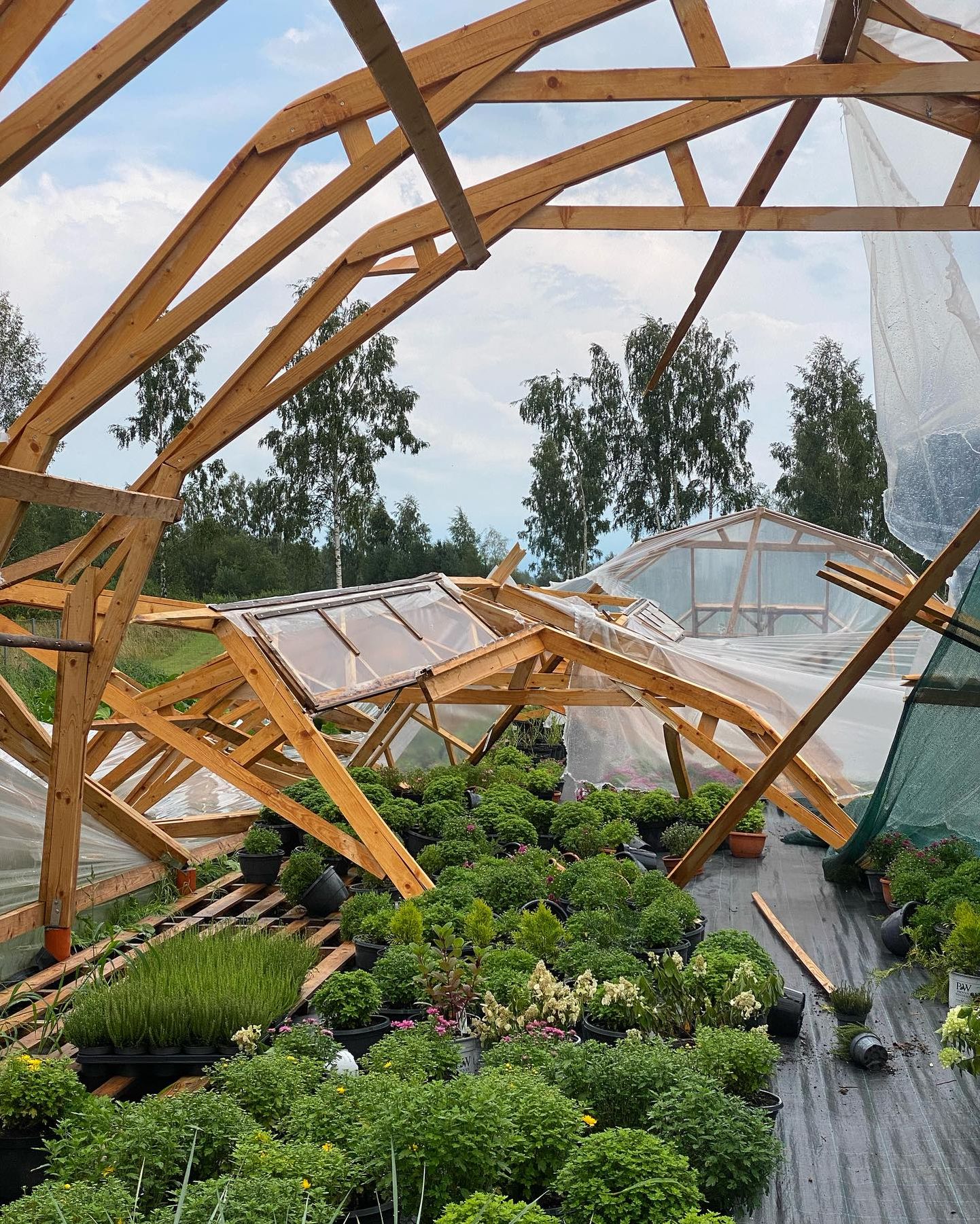 Лавандовый сад пострадал от бури
