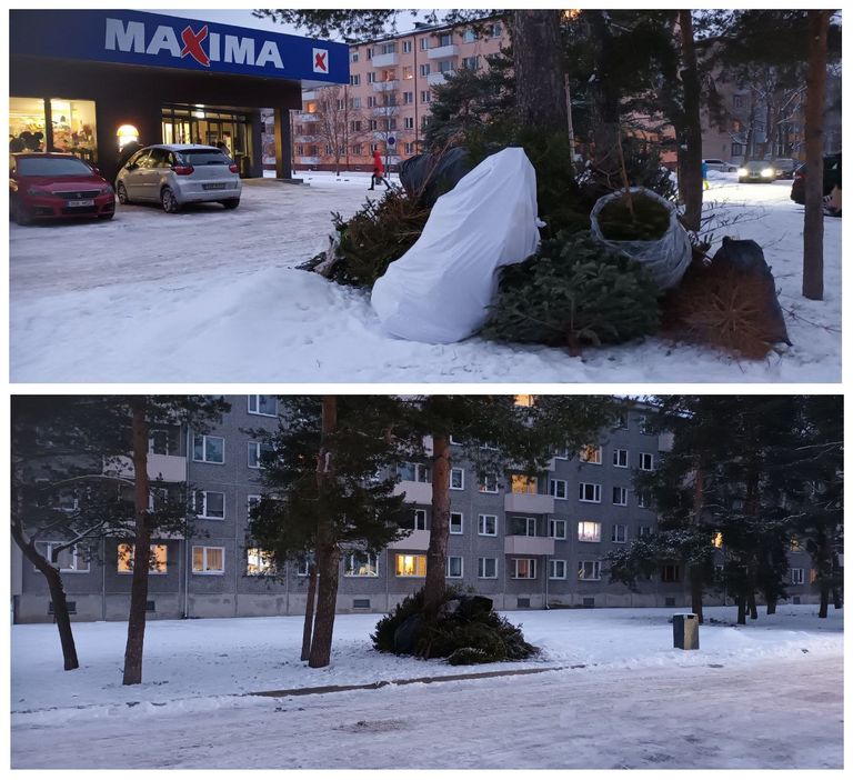 Свалка ёлок около магазина на улице Юхана Сютисте, Таллинн, 8 января 2024 года.