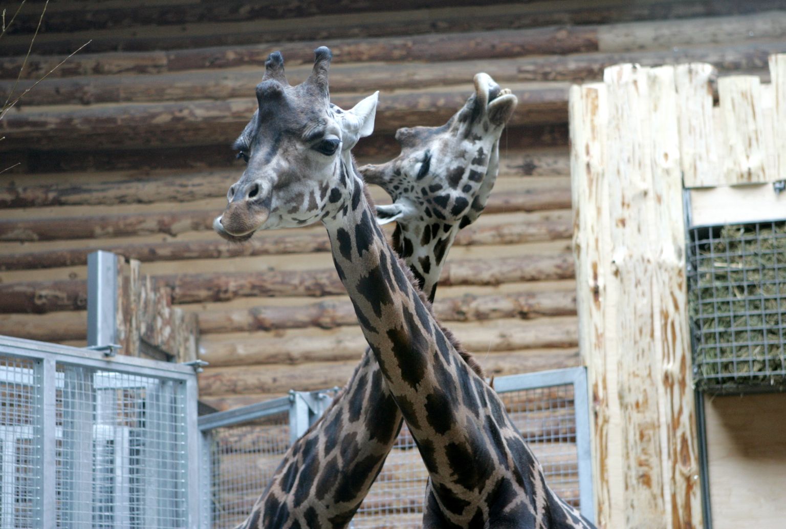 Žirafes Piks un Periskops jaunajā mājā Rīgas Nacionālajā zooloģiskajā dārzā.