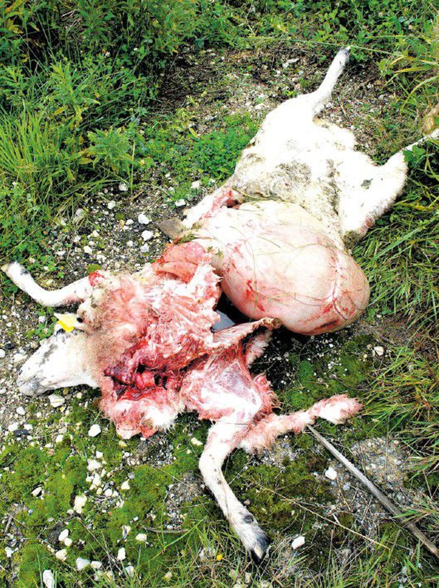 Huntidele kõlbas Vasula lambakarjast söögiks vaid üks loom, kuus lammast murdsid võsavillemid lihtsalt maha. Lisaks lõppesid maha kaks rängalt viga saanud lammast.