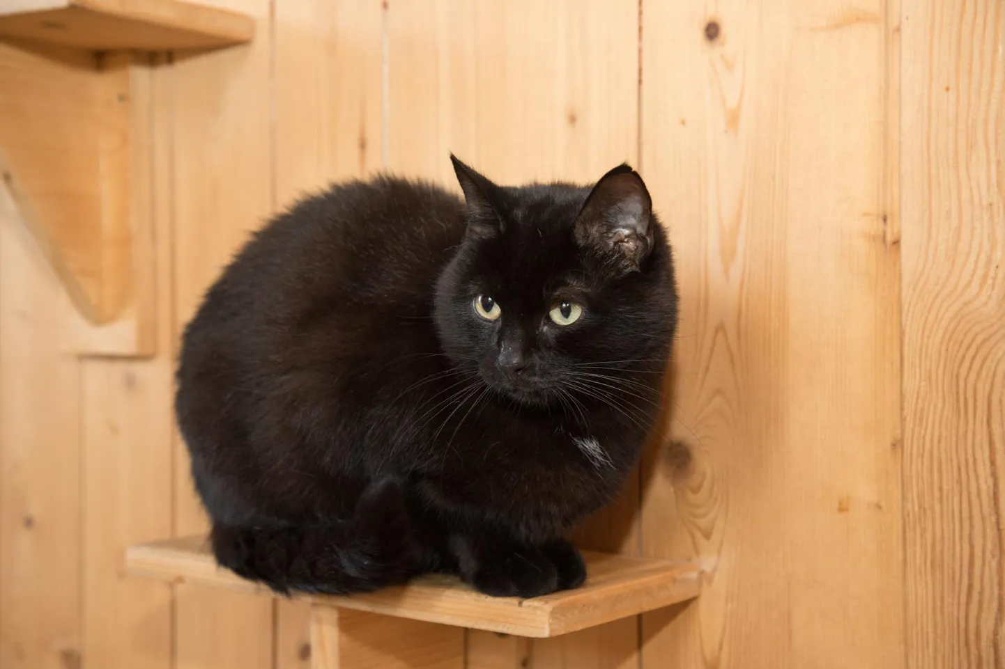 Must kass. Foto on illustreeriv.