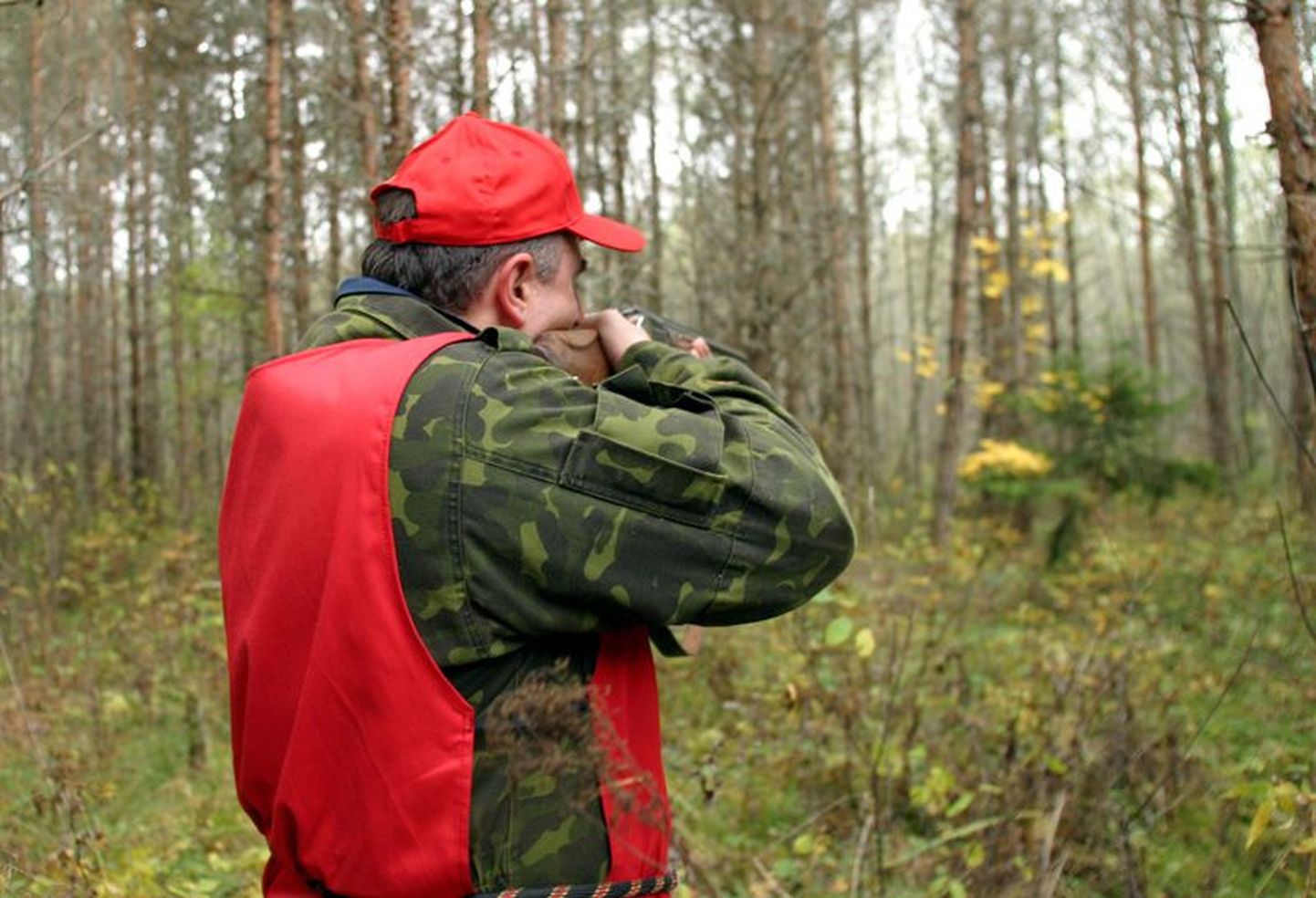 Eesti metsades käib praegu põdrajaht.