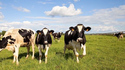 Sestdien būs sauss un saulains laiks