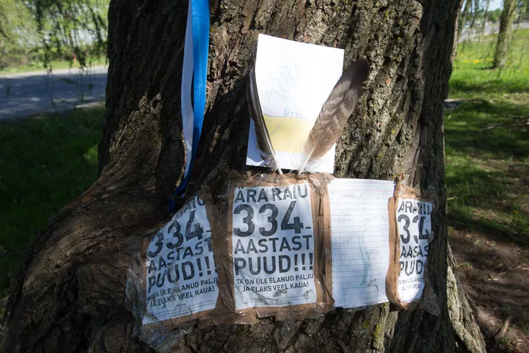 Puule on seatud sildid, et see on 334 aastat vana, kuigi hõberemmelga eluiga on umbes sada aastat./Foto Tairo Lutter