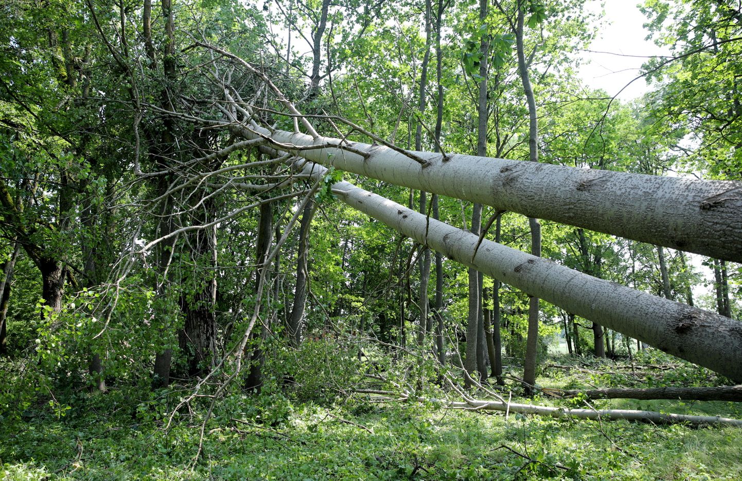 Vēja nogāzti koki Abavnieku parkā Jaunsātu pagastā, kur otrdienas vakarā plosījās vētra.