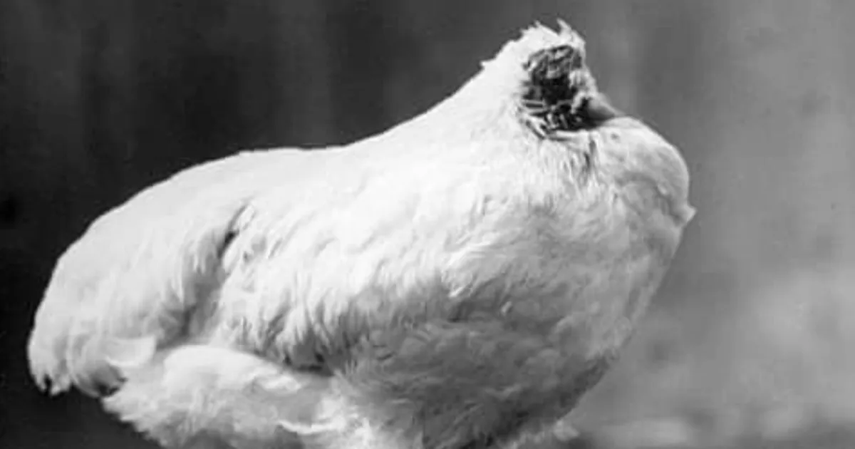 Sari în mașina timpului ⟩ Celebrul pui a trăit un an și jumătate fără cap