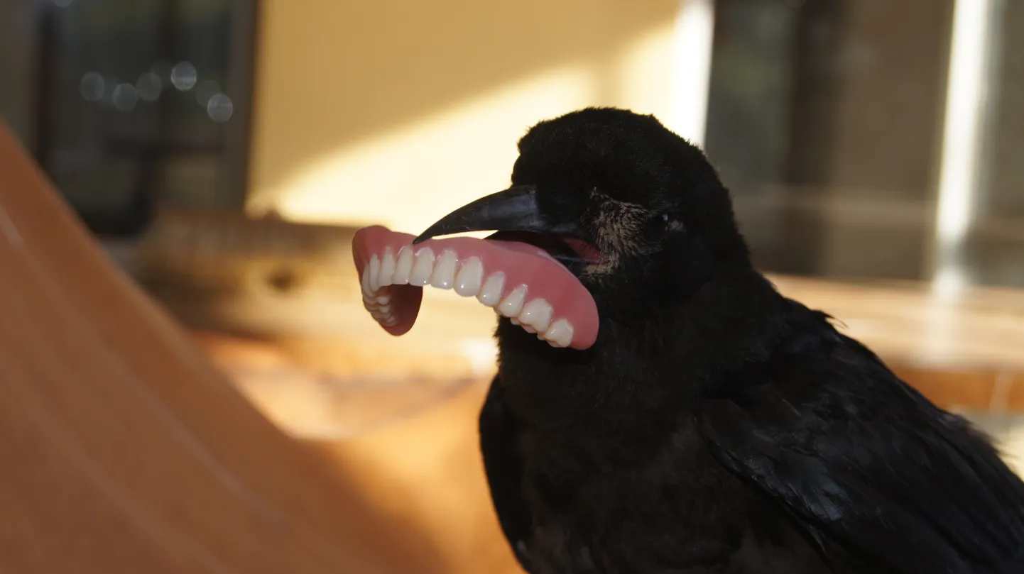 Blackie hammastega.