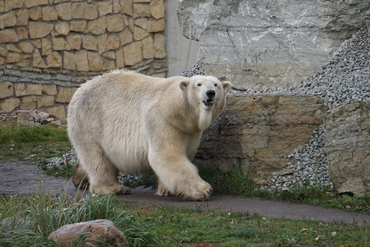 Jääkaru Friida
