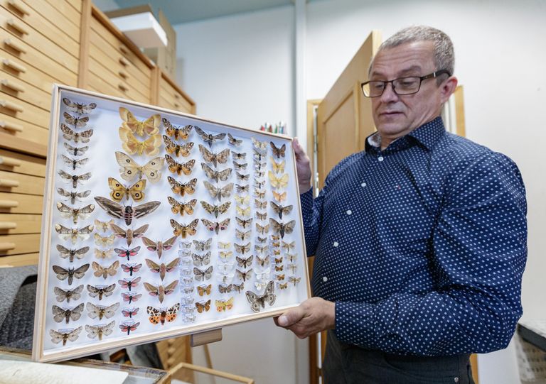 Aare Lindt hakkas liblikaid uurima ja koguma 9-aastaselt. Tal on õnnestunud oma silmaga näha pea kõiki Eestis elavaid liblikaliike.