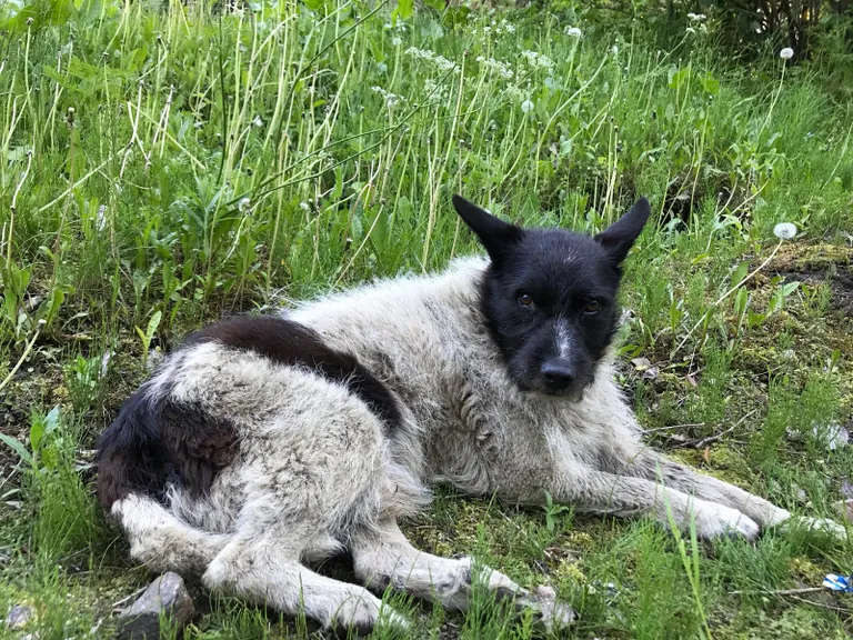 Ilmselt jääb see suvi Žorikule viimaseks