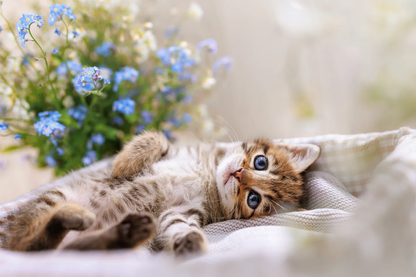 Кот. Иллюстративное фото