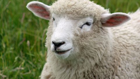 Lammas läks autole kallale ja hiired tegid midagi veel hullemat: kindlustaja selgitab, millal loomade tekitatud kahju hüvitatakse