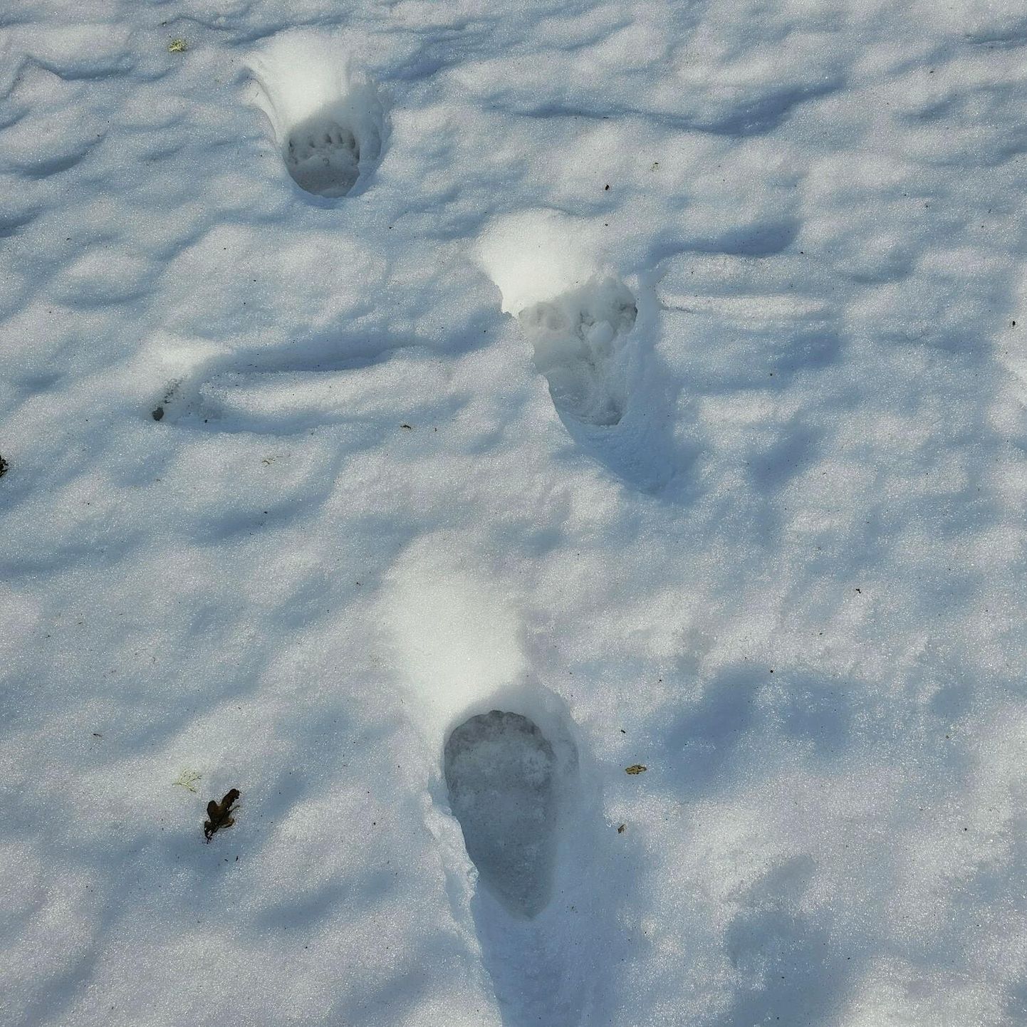 Vinni vallas võis lumel juba selle kevade esimesi karu jälgi silmata.