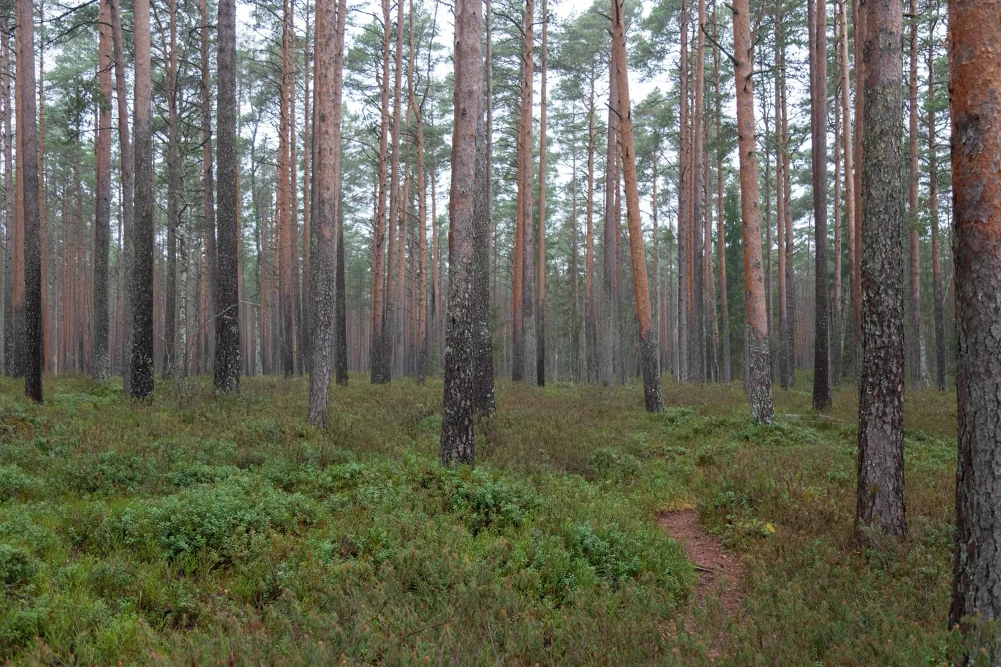 Üllatus, aga kõige ilusamad marja- ja seenemetsad, kus mõnusalt botastega ringi sammuda, on enamasti metsaomaniku pika töö vili.