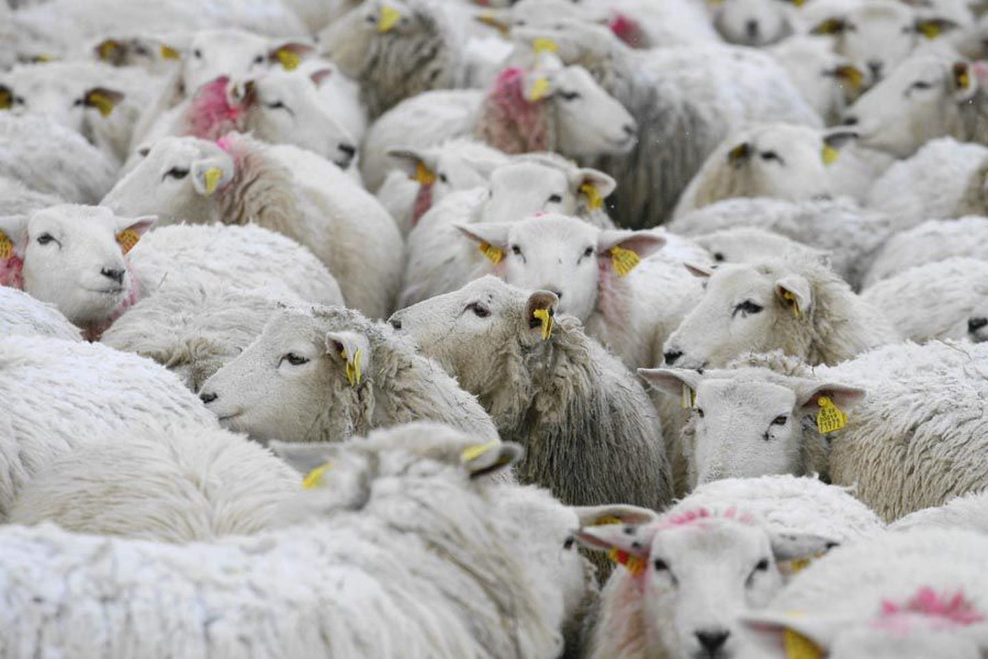 Tarvastu vallas võib tõesti öelda, et kuri on karjas. Hundid ründavad seal lambaid isegi lageda peal. Kokku on valla lambakasvatajad huntide tõttu kaotanud üle saja looma.
