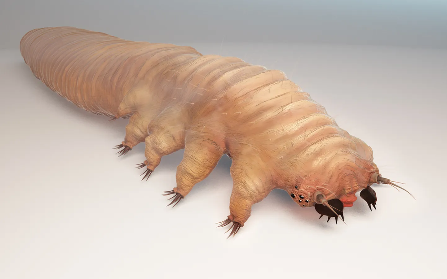 Demodex Folliculorum on üks näolesta liik.