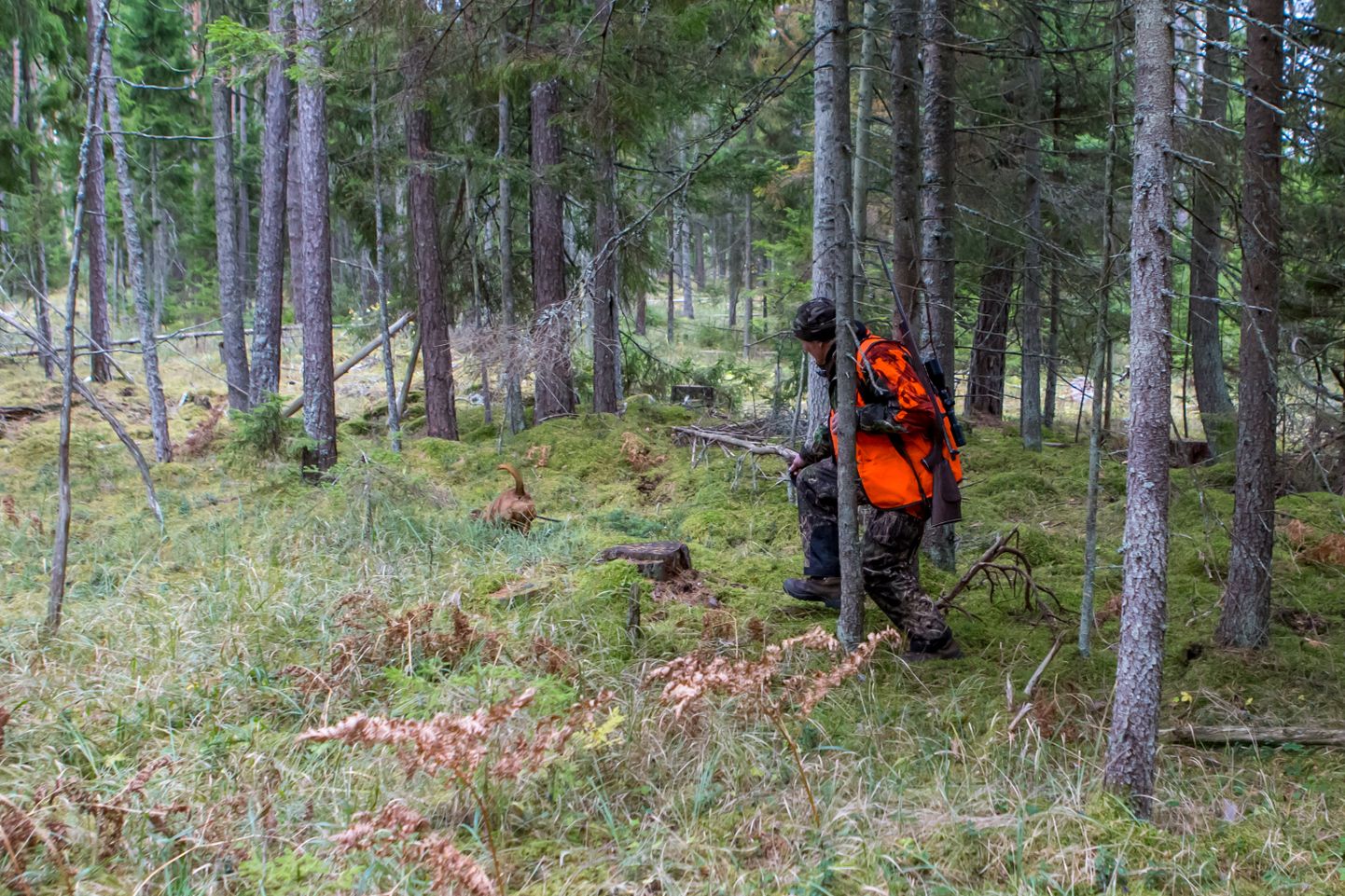 Eestis tahetakse metssigade arvukus viia tasemele kolm looma 1000 hektari jahimaa kohta. Saaremaal on vastav näitaja praegu 10 ja Muhus 25 siga.