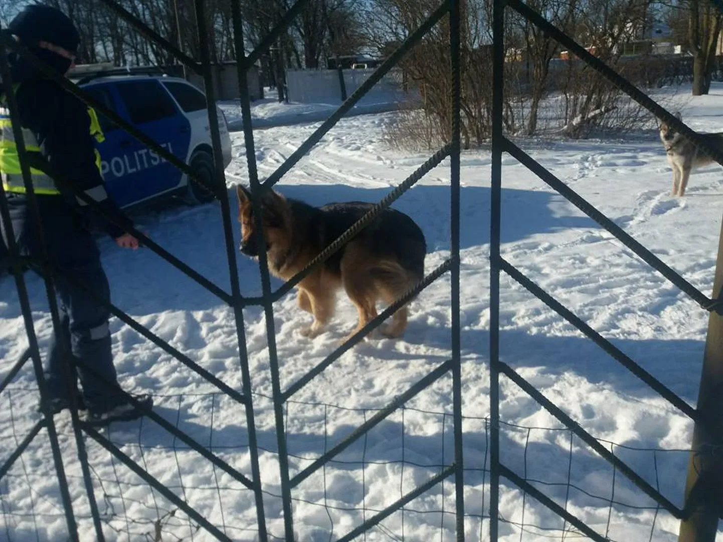 Чтобы справиться с двумя агрессивными бродячими собаками нарвитяне вызвали полицию.