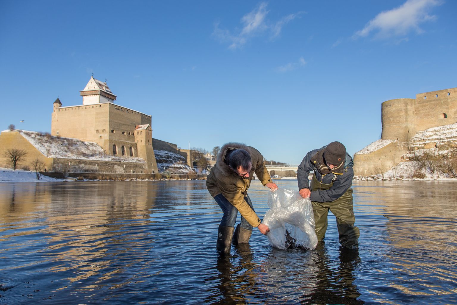 Päris tillukesi ja pisut suuremaid tuuramaime on kalateadlased portsu kaupa Narva jõkke asustanud juba kuus aastat.