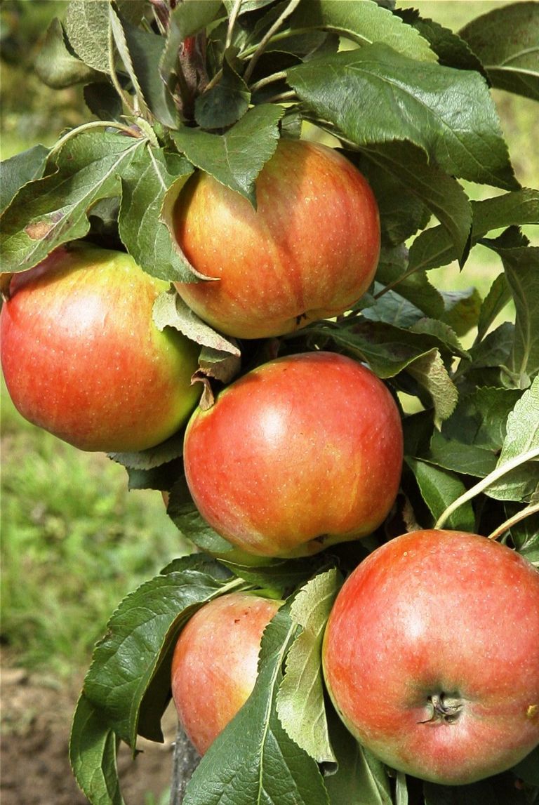 Esimese Läti sammasõunapuu sordina registreeriti 2006. aastal vara­sügisel valmiv hapukas­magusa maitse ja kena põsepunaga ‘Baiba’.