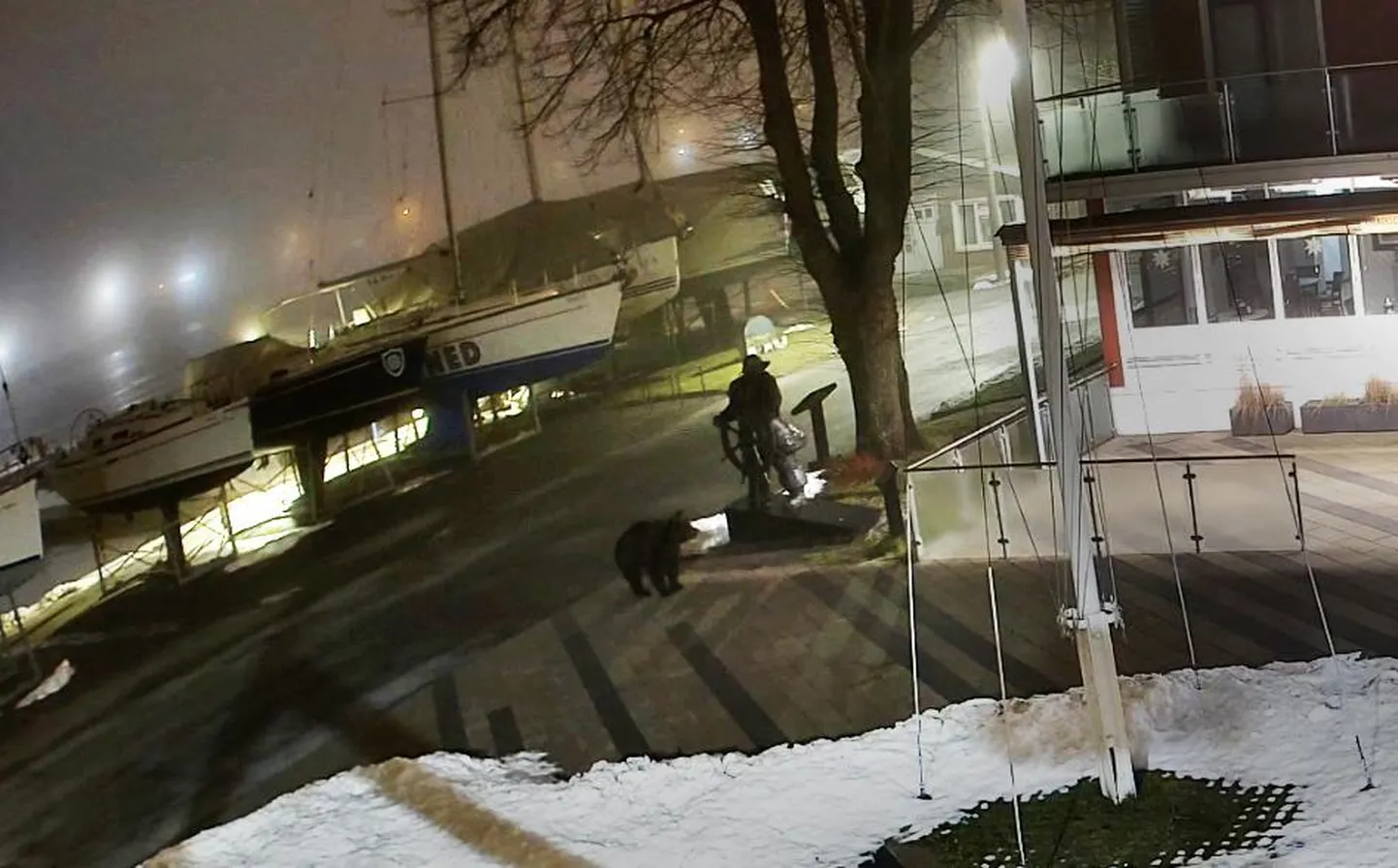 Pärnu jahtklubis uitas unetu karu.