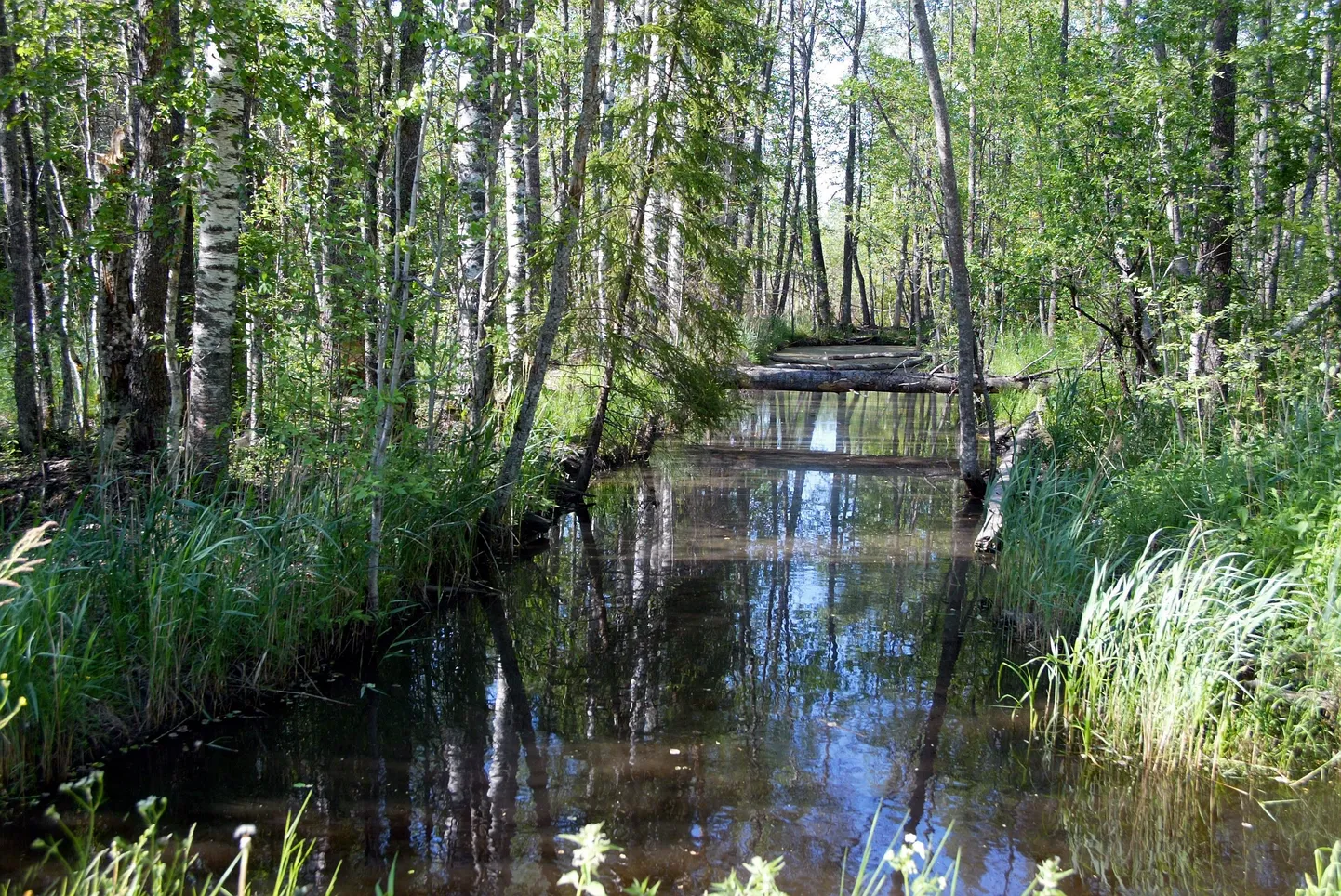 Raba kuivenduskraav.