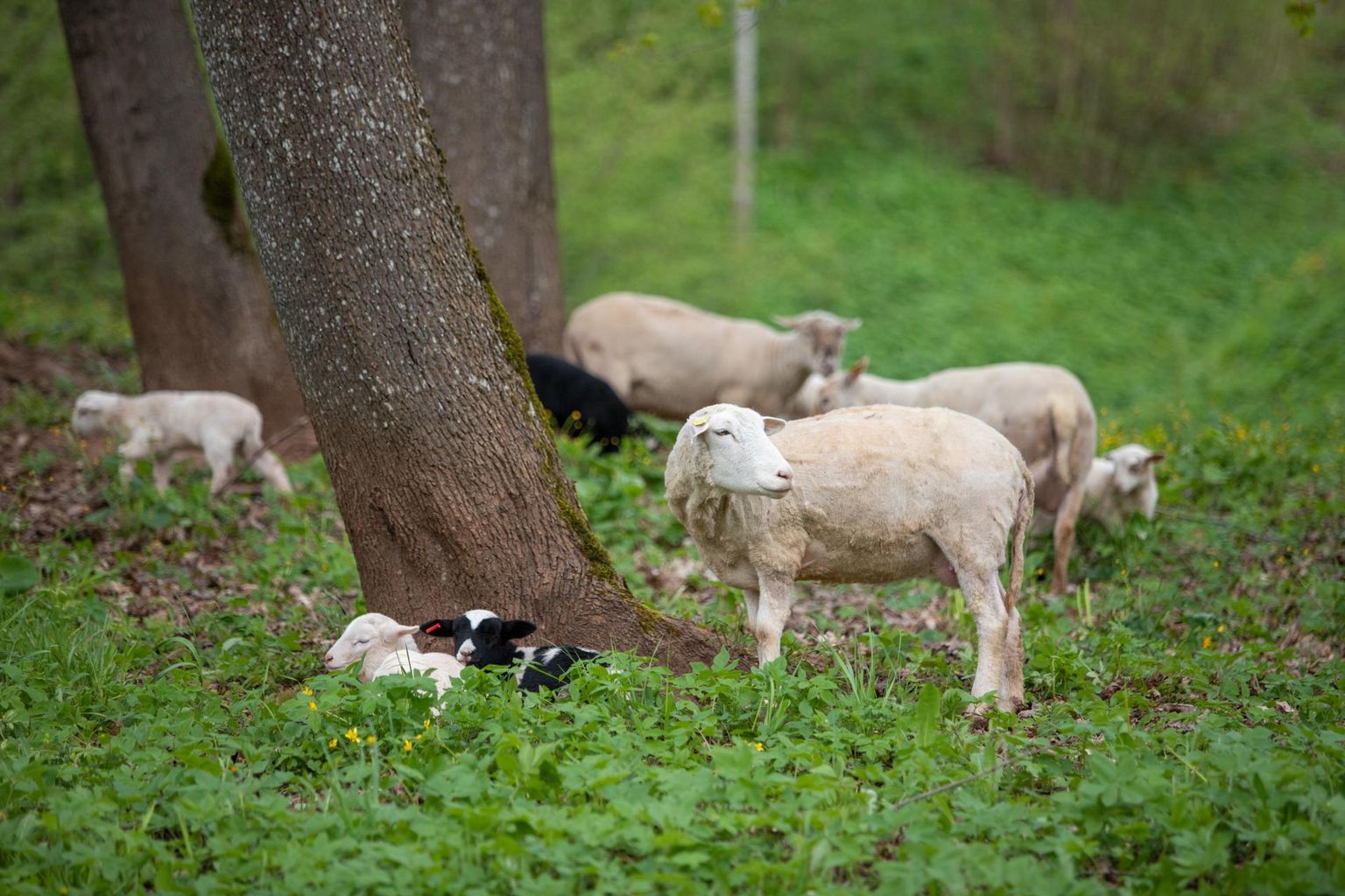 Esmaspäeval toodi Viljandi lossimägede nõlvadele lambad, kellel tuleb maad jagada ühe kärnas rebasega. Olgugi et kärntõbi lammastele ei nakka, võib reinuvader olla ohtlik pisikestele talledele.